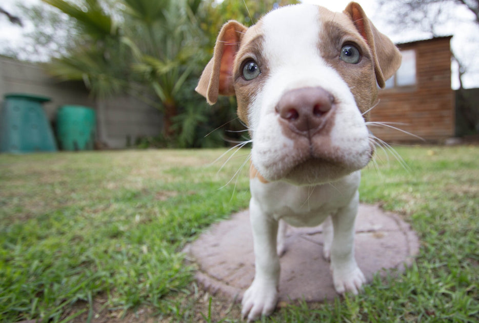 Everything You Need to Know About Taking Care of Pitbull Puppies