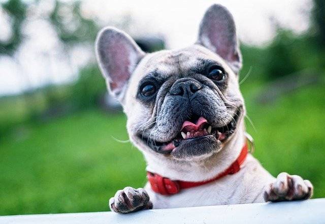 Gifts for 2024 frenchie lovers