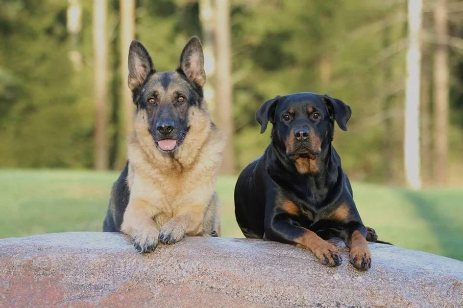can rottweiler and german shepherd stay together? 2