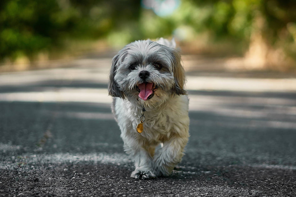A Shih Tzu and a Yorkshire Terrier Mix: The Ultimate Guide to the Shor –  petventuresbook