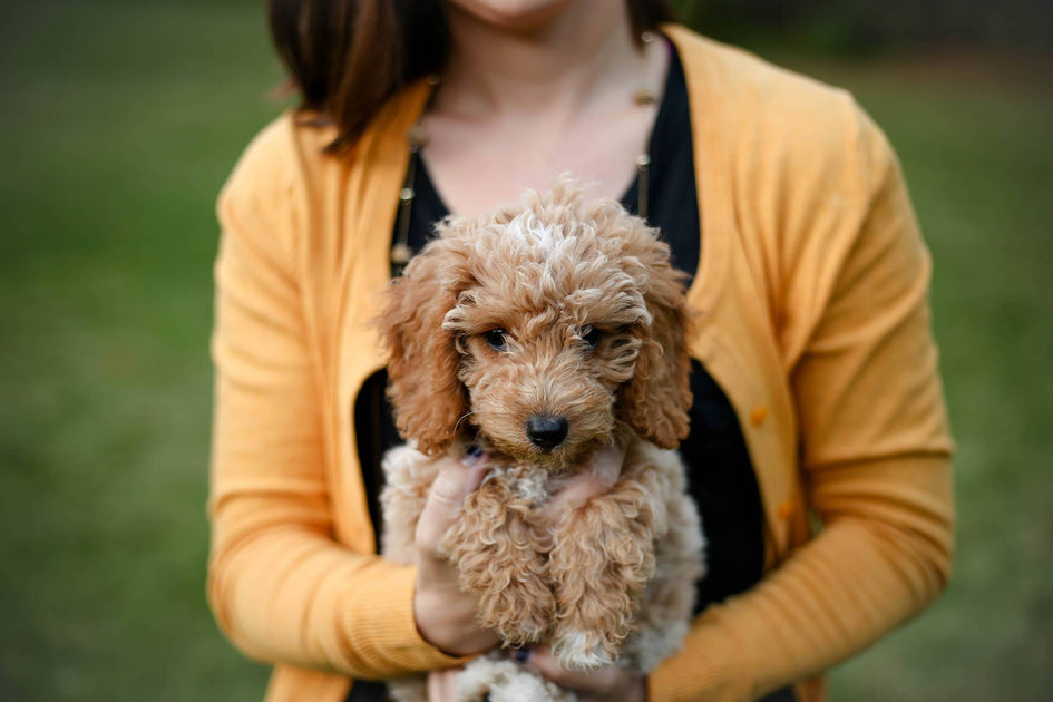 Goldendoodle lap hot sale dog